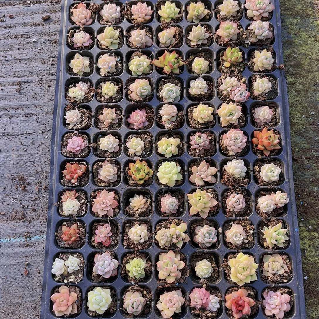 直播一物一拍多肉21