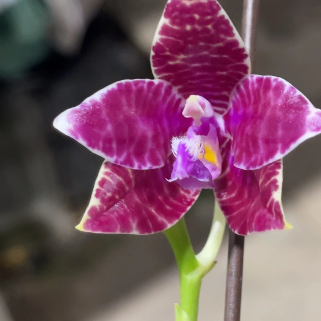 完全开放SWR红路德-663