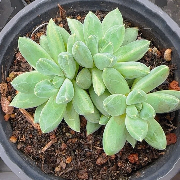 奶豆多肉植物一物一拍