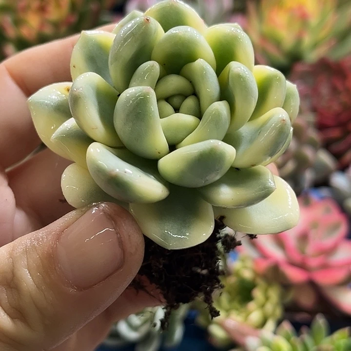 794大单头望舒腹轮锦炸多肉植物