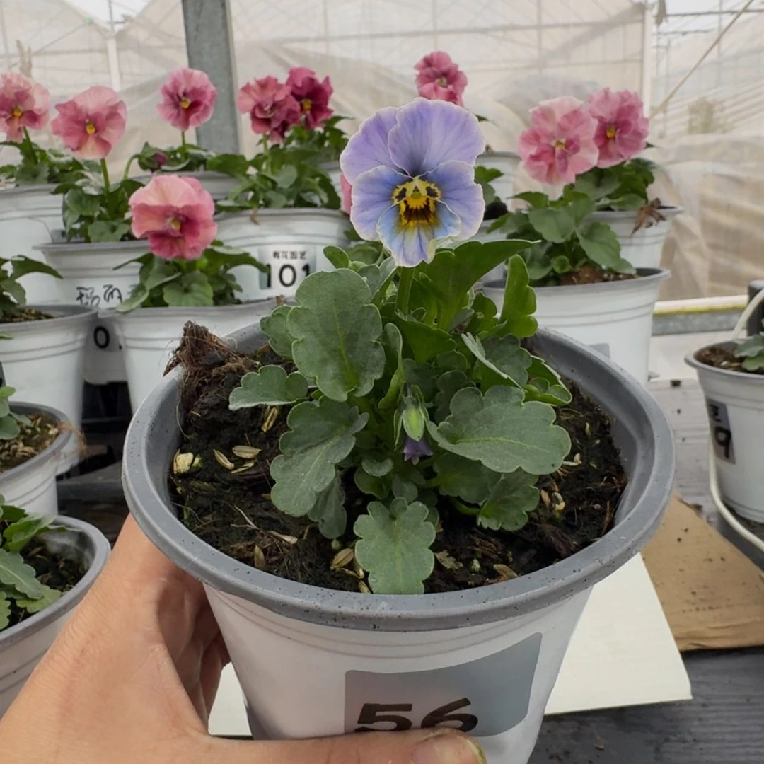 全部花朵56号角堇