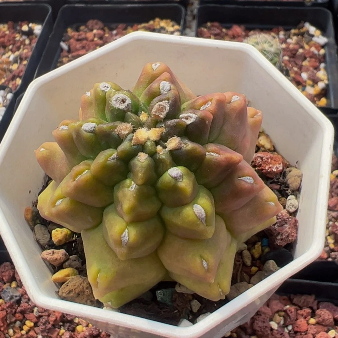 实生根翠晃冠石化实生根多肉植物