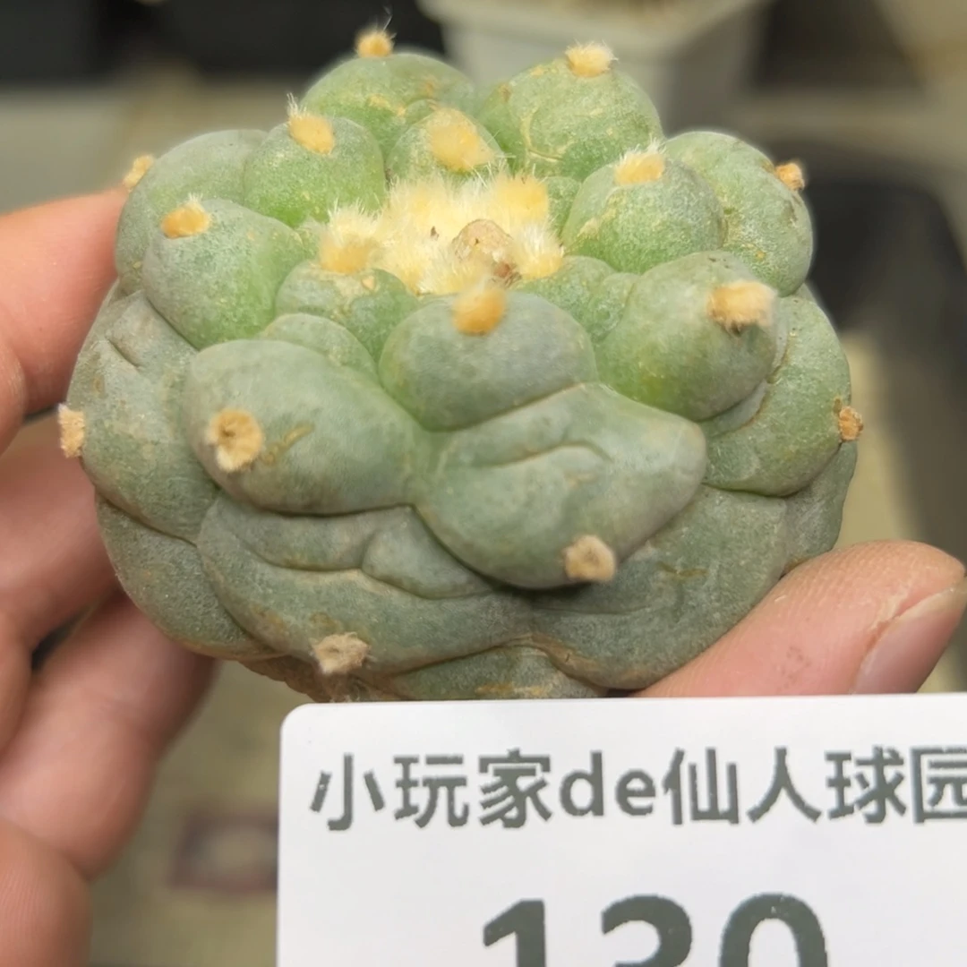 130 仙人球的海鲜根点