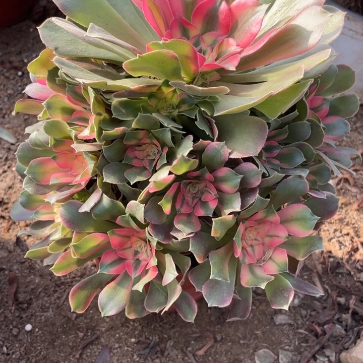 无花朵931多肉植物香妃