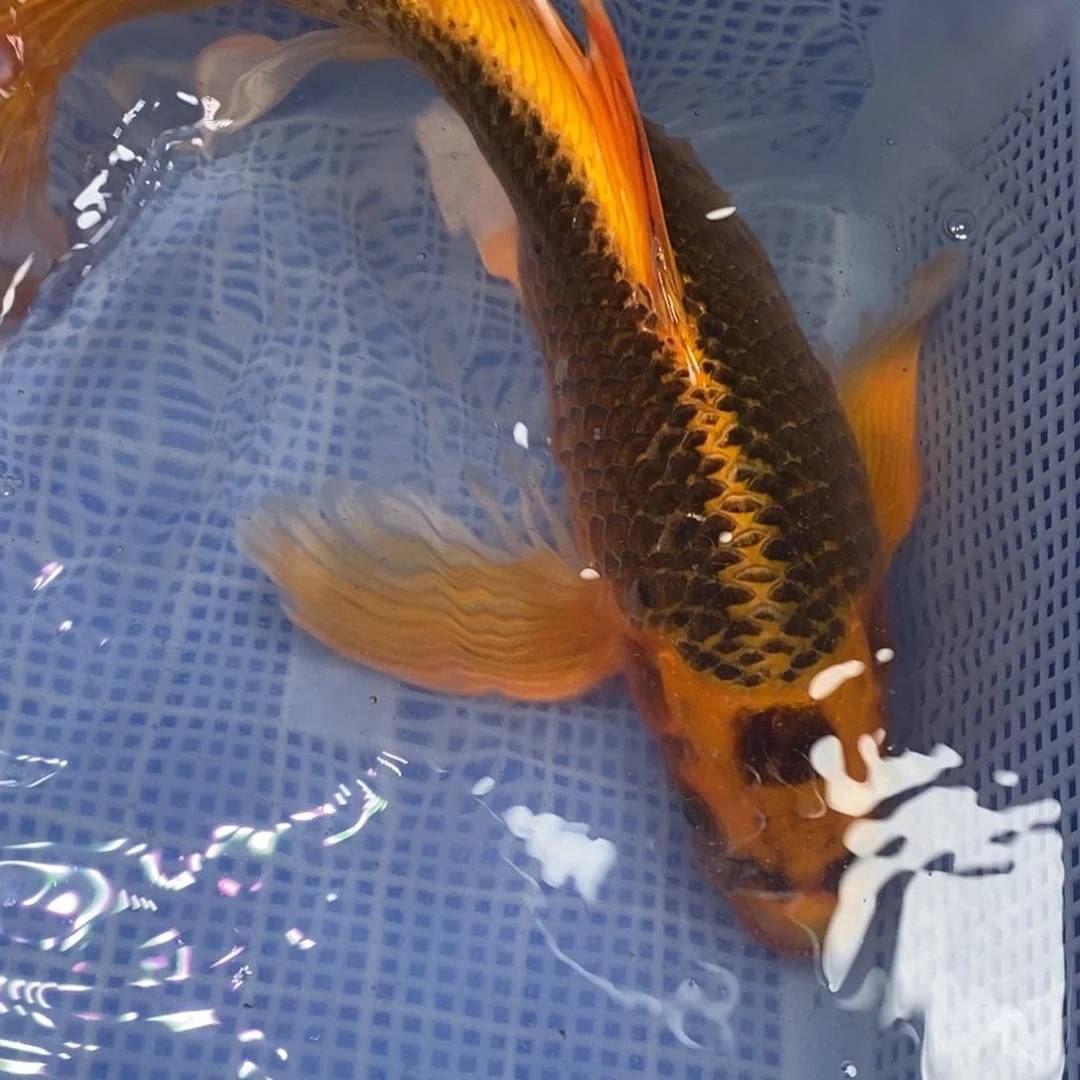 锦鲤锦鲤 开衩充血掉鳞属于正常情况 介意别拍