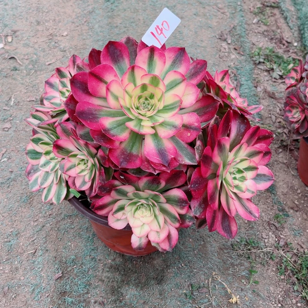 140红荔枝法师多肉植物