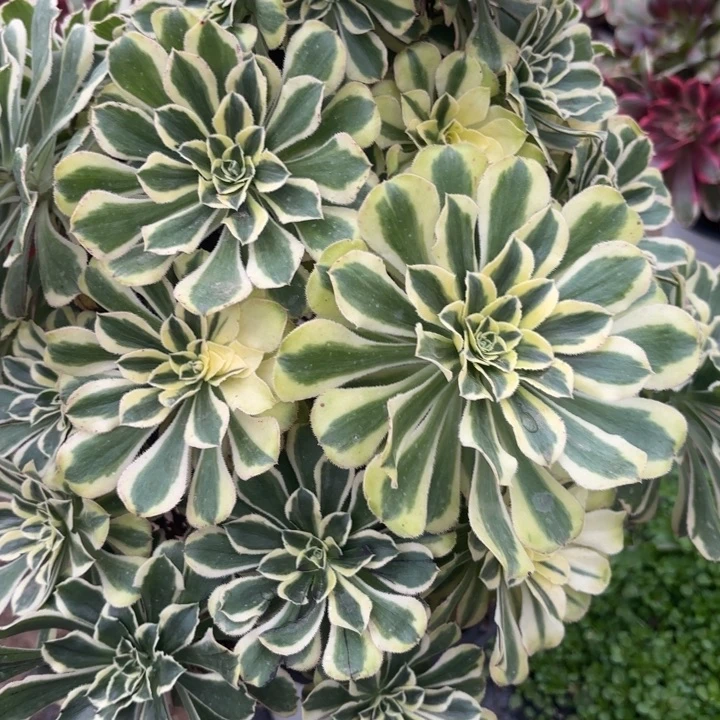 白兰地多肉法师不包损24