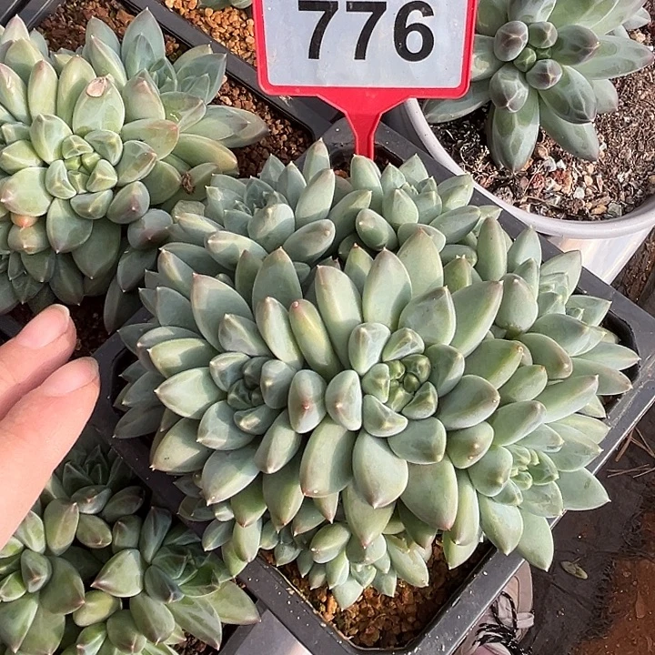 奶豆一物一拍776.