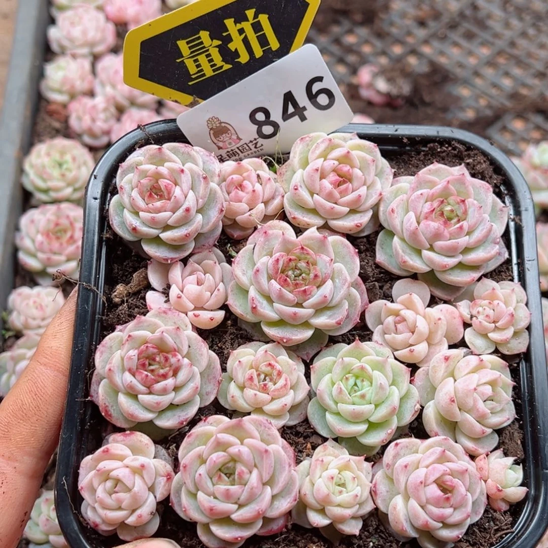 多肉植物多肉植物