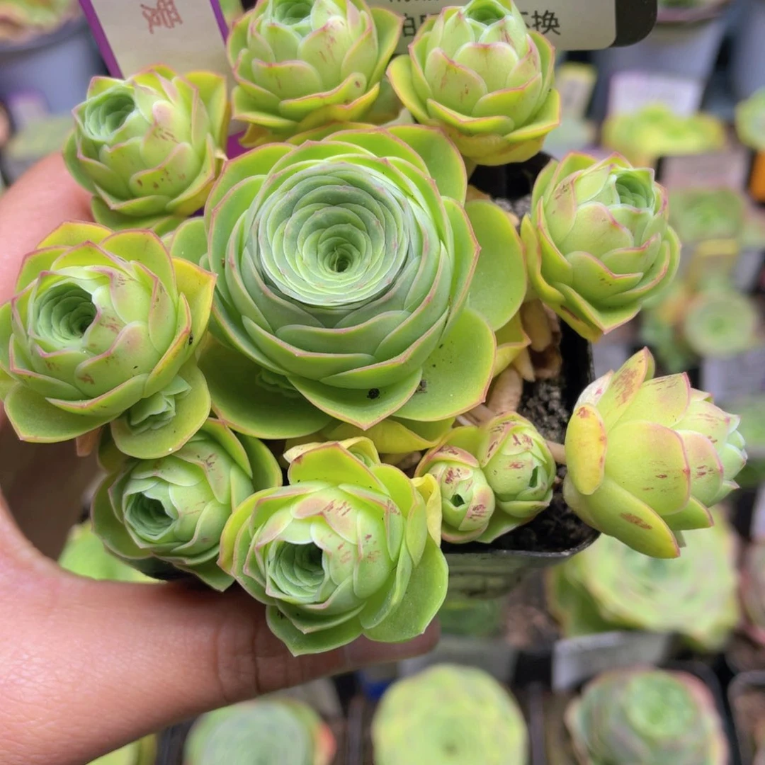 ?****热爱多肉707一物一拍