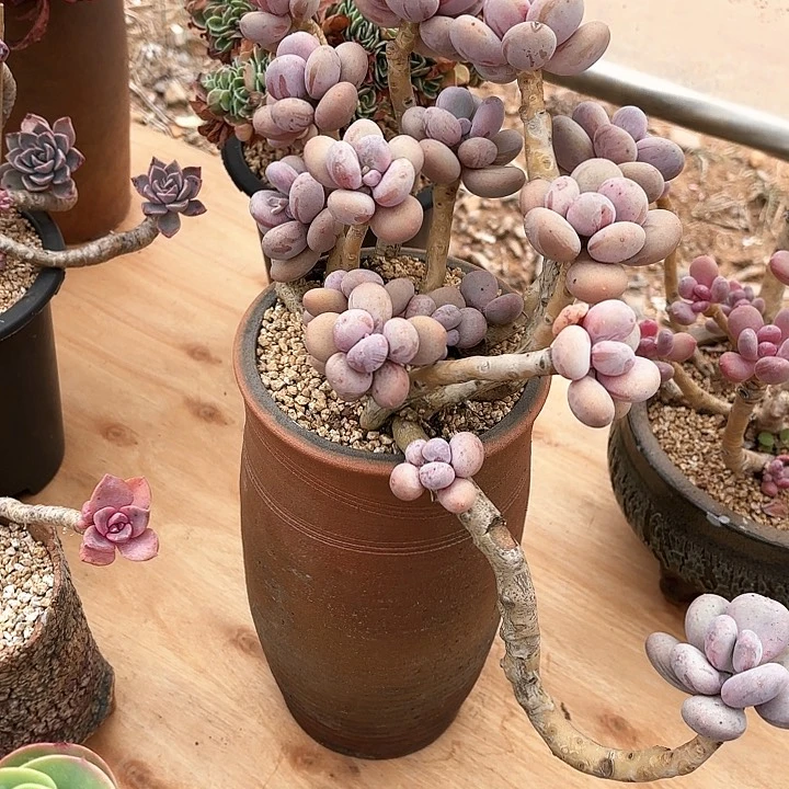 江***醉多肉植物，蛋黄奶