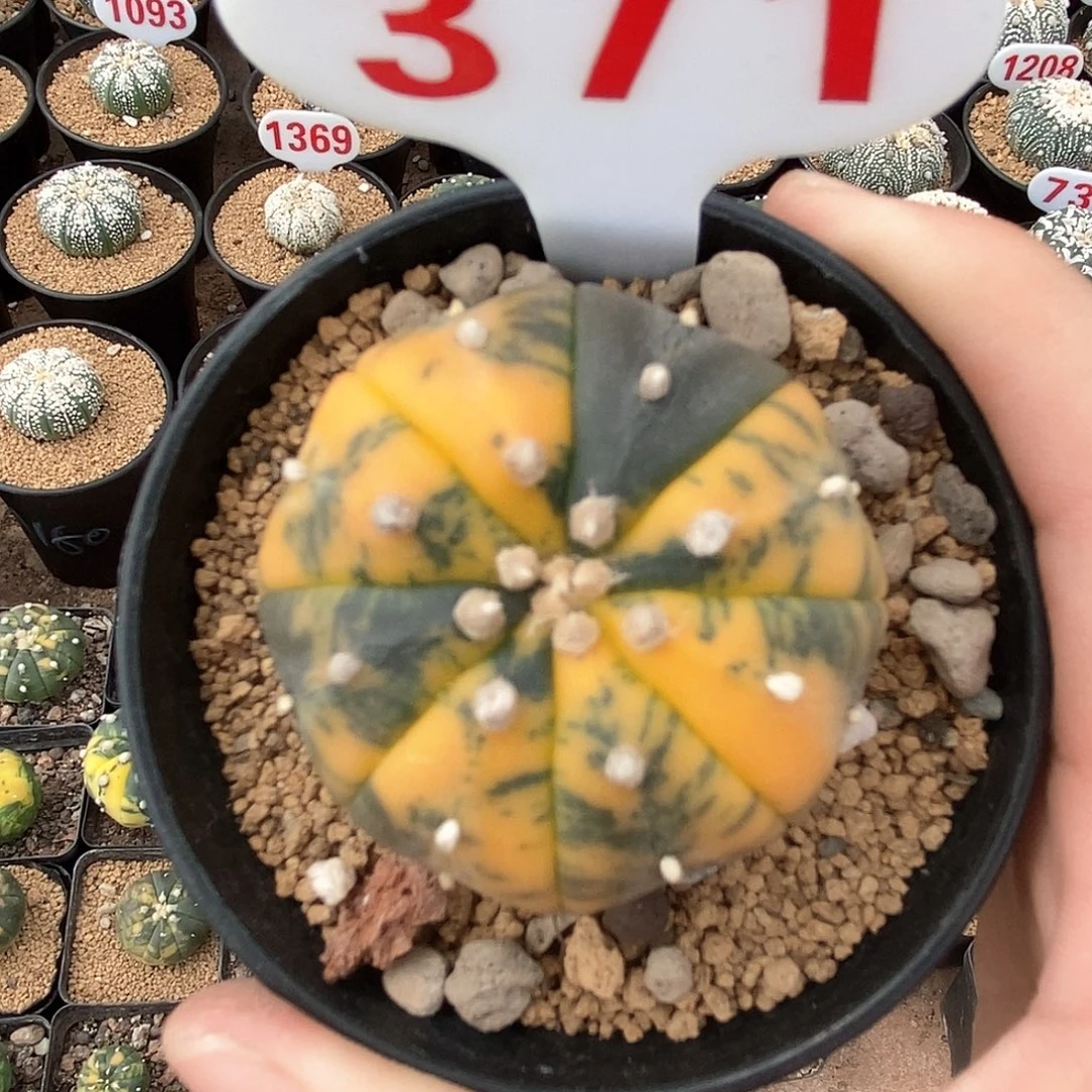 371兜锦系列产品福利