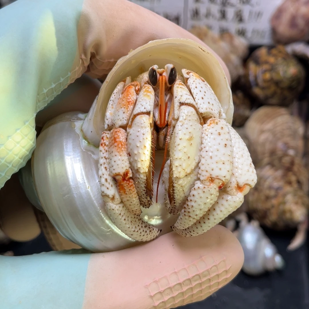 1号再生腿毛球寄居蟹