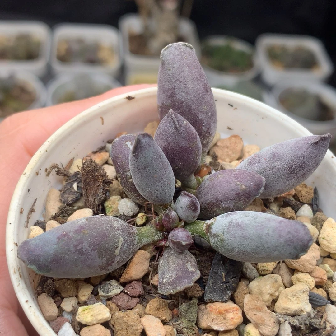 艺妓海豹一物一拍多肉植物盆栽新手好养番杏科办公室花卉绿植