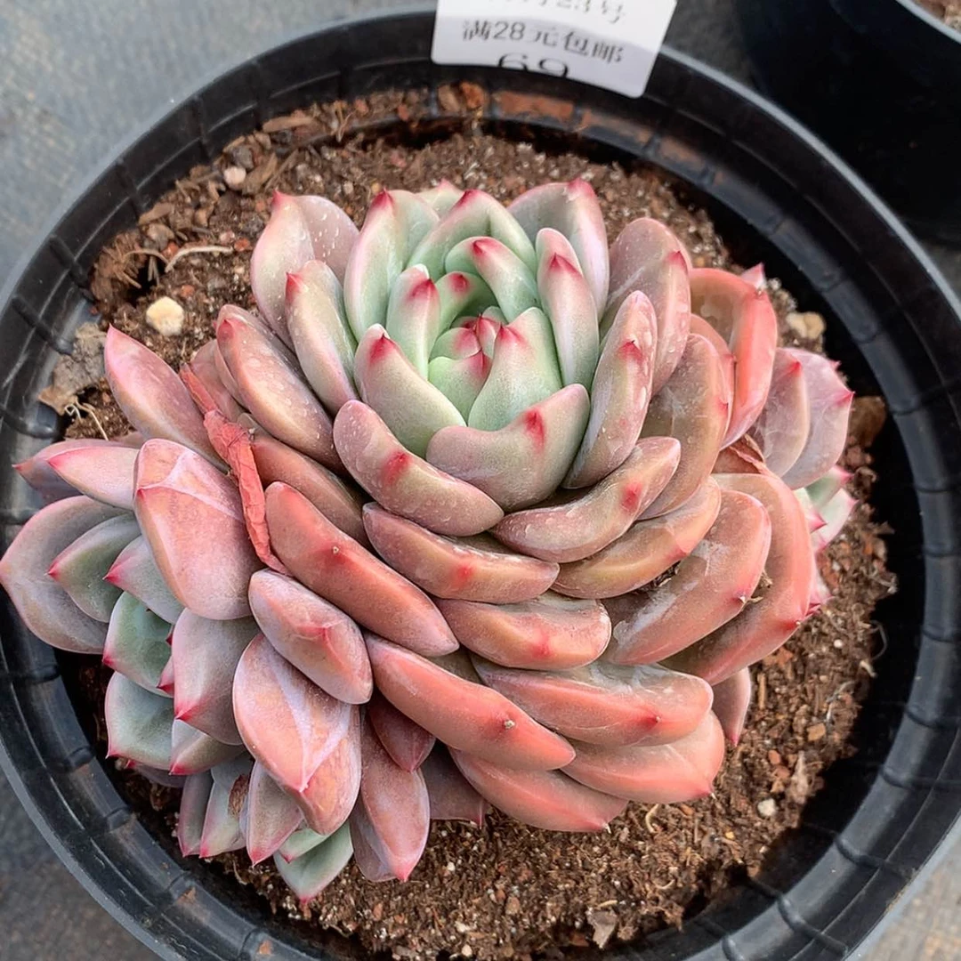 【闪购商品】云68号香槟4头