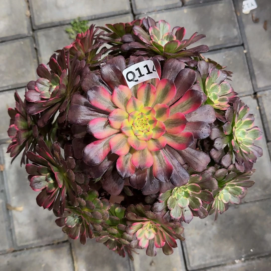 114黑金刚33冠服27左右