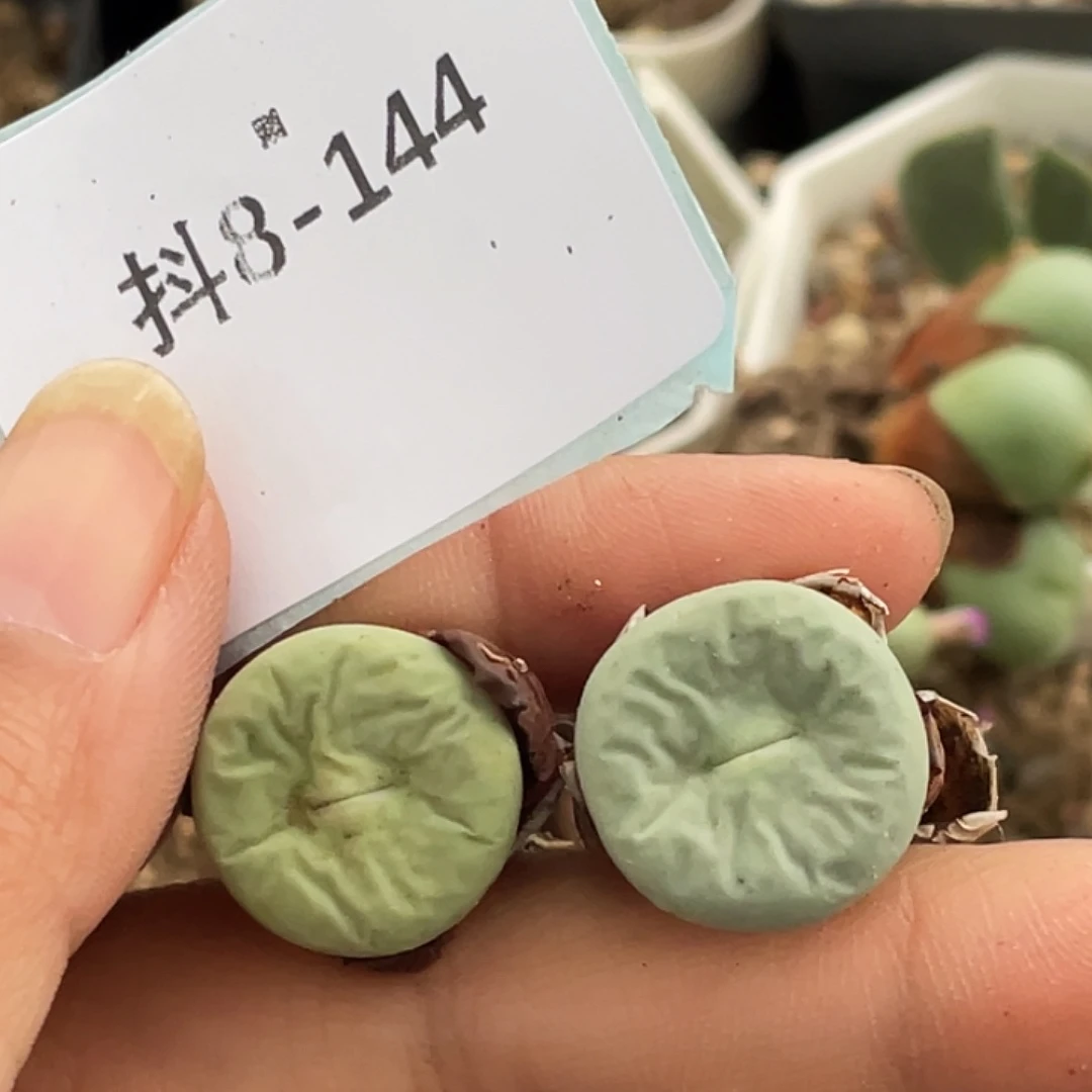 小***子8-144肉锥多肉植物