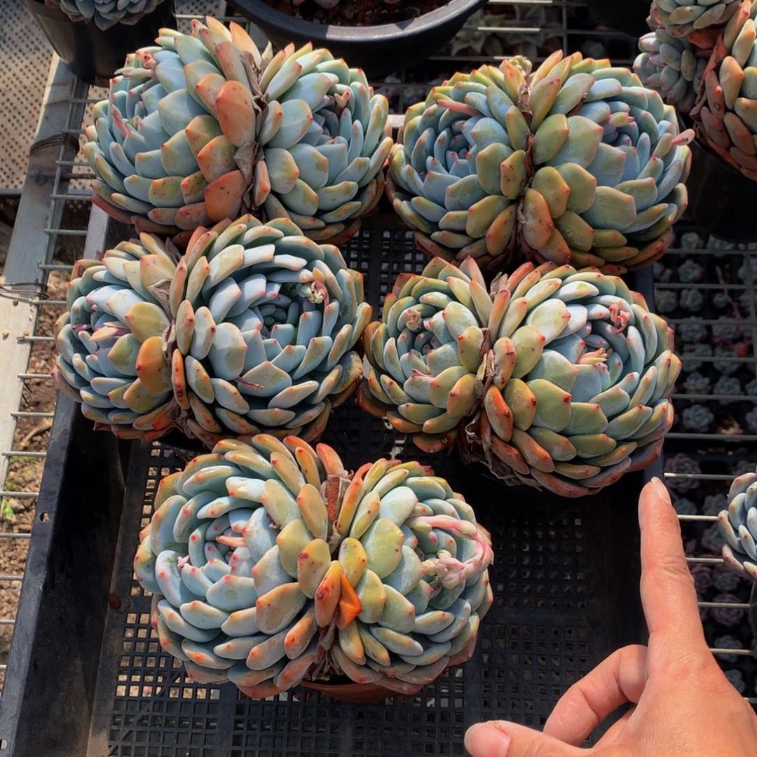 五个双头嗯嗯嗯一起