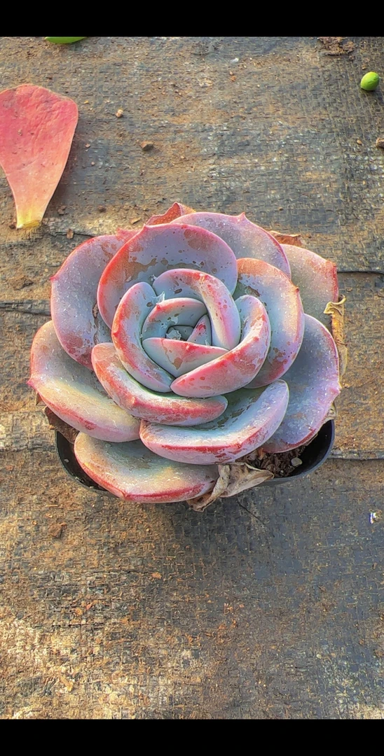 65布鲁蓝（满9.9包邮）