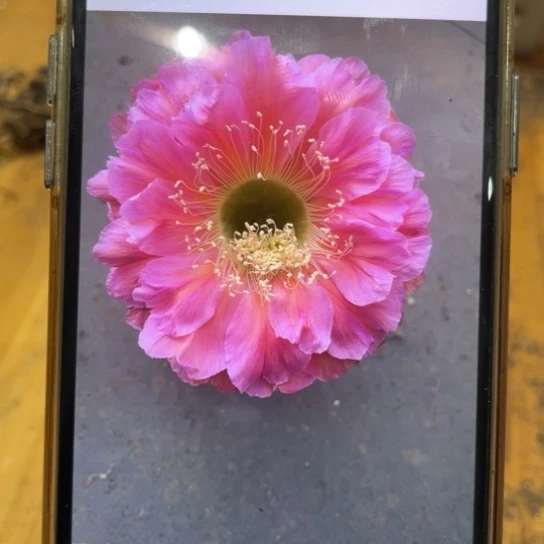 露露金刚15号双球8公分左右