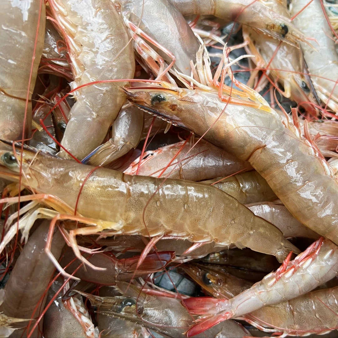 【马鲛仔海产】本港野生新鲜麻虾 沙卢虾 速冻发货 顺丰包邮 博贺港