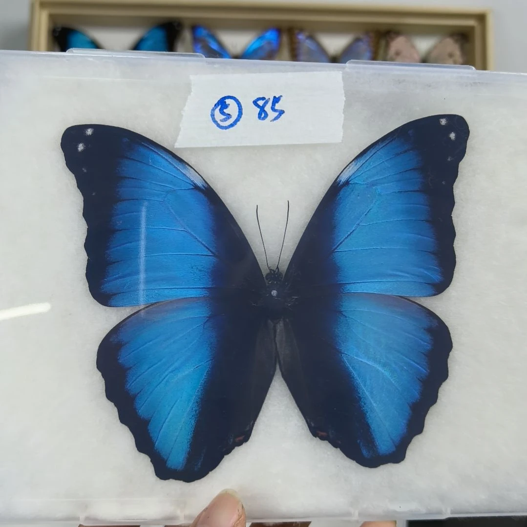 真蝴蝶标本一物一拍