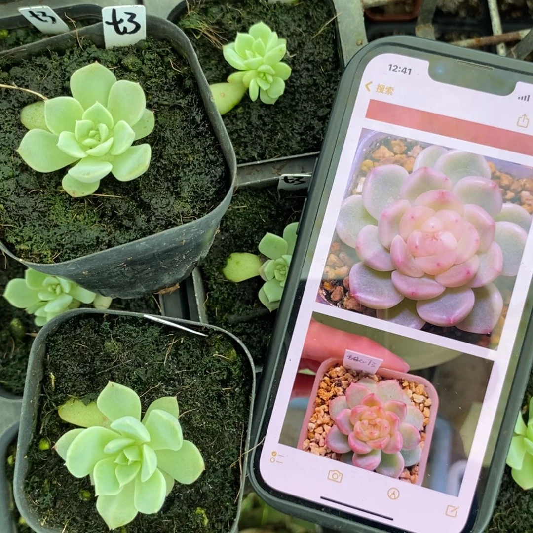 上盆甜心t3苗一个