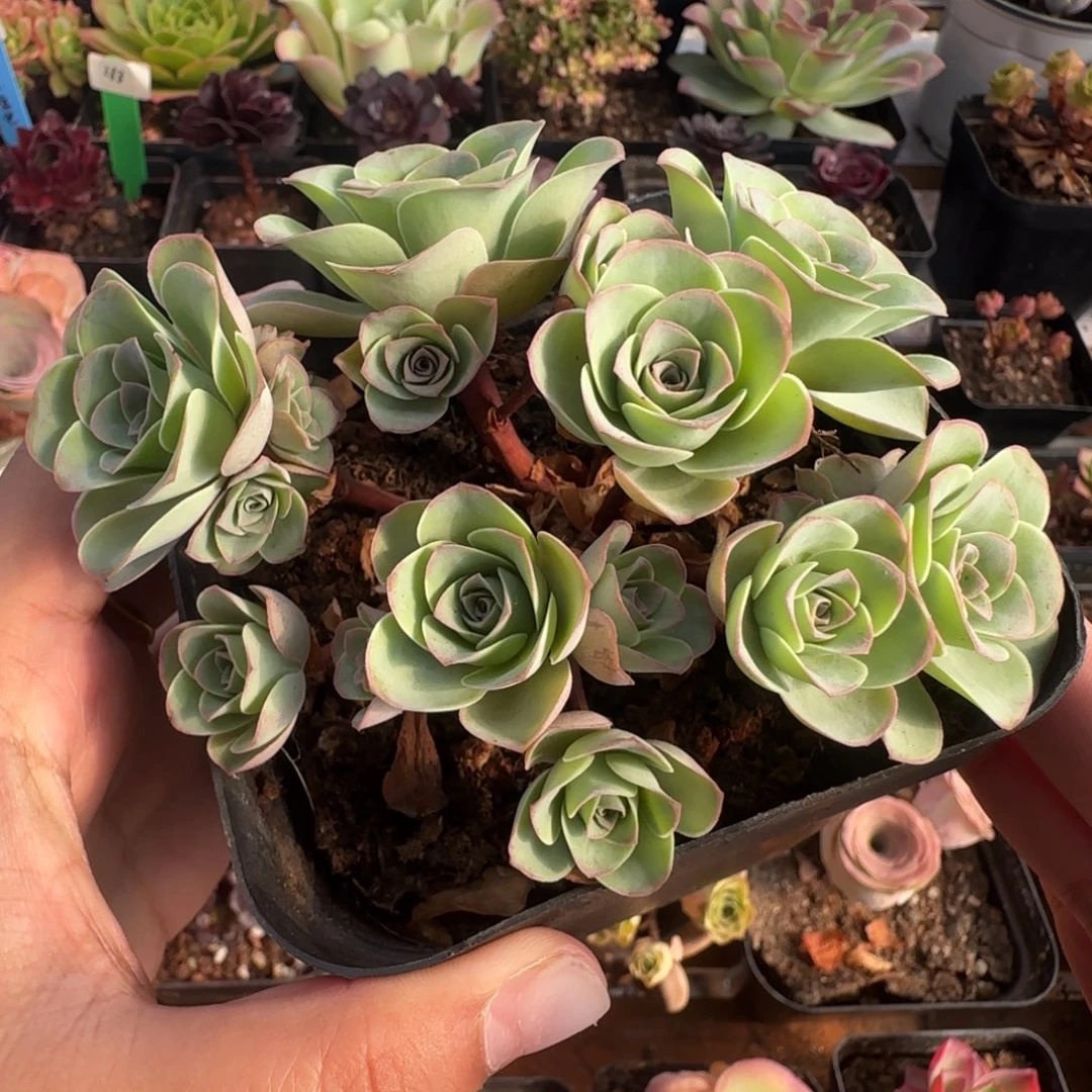 L573半城玫瑰造型桩不含盆土