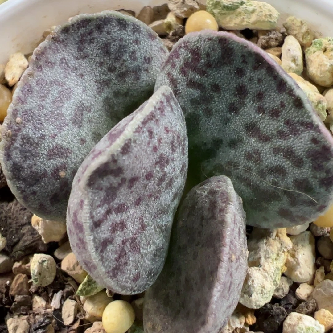 实生新品多肉植物水泡多肉植物