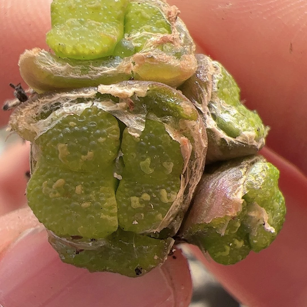 【闪购商品】193 鱼子酱