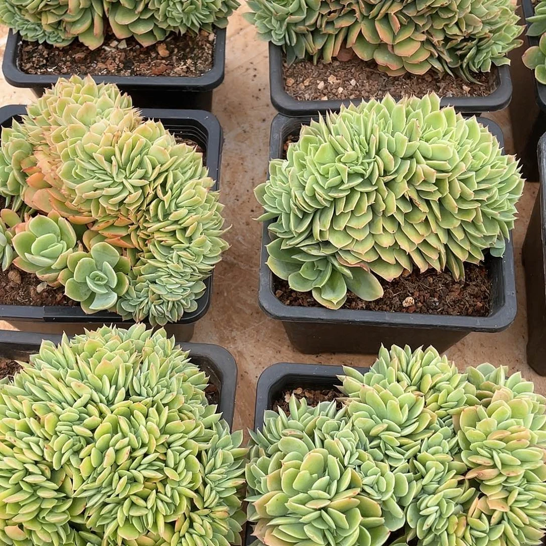 星纳塔缀化14厘米可挑