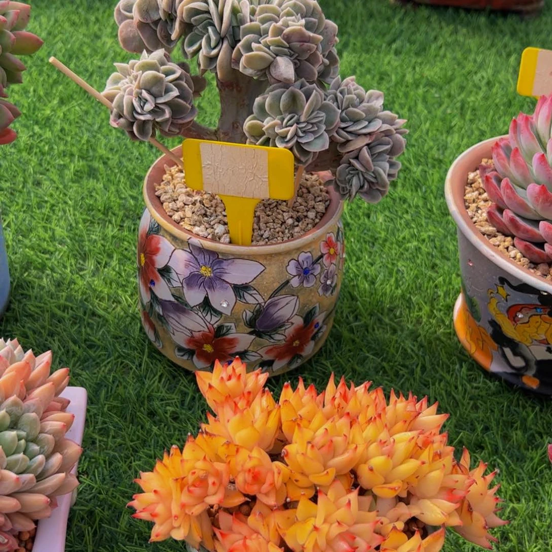 安**身可爱玫瑰缀多肉