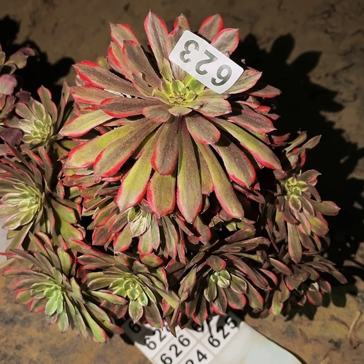 623糖果粉黛多肉植物处理不售后