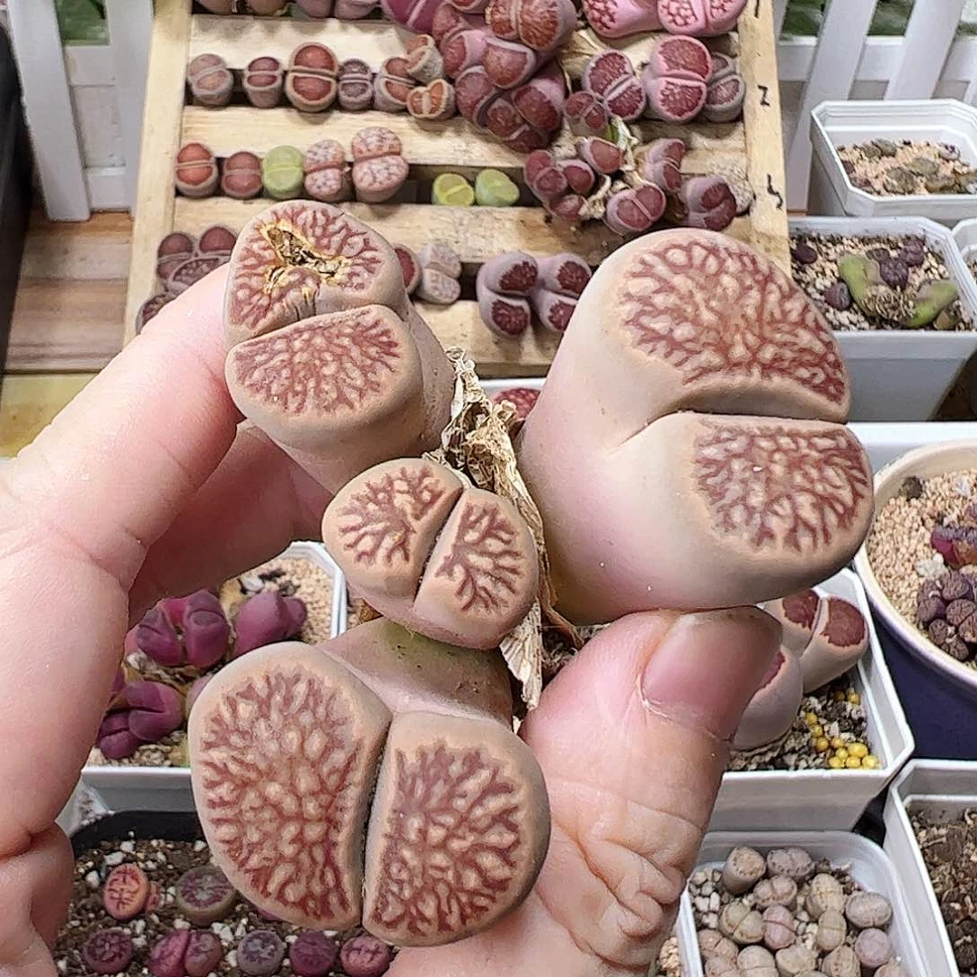 无花朵菊纹章一颗包邮………………