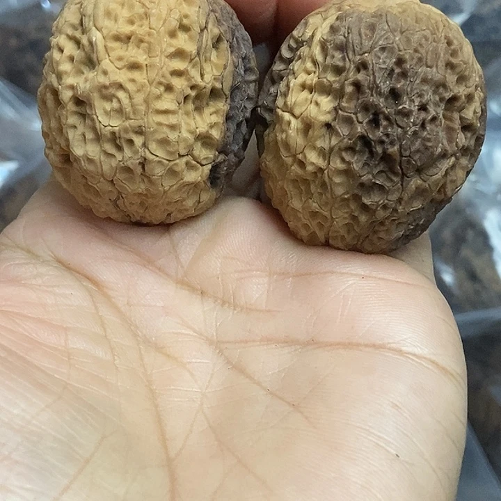 文玩核桃把件云南铁核桃基地56