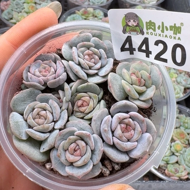 多肉植物多肉植物
