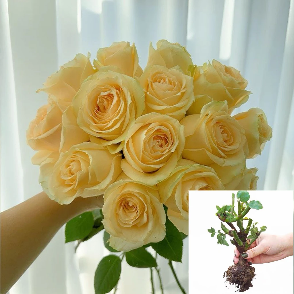 【蜜桃雪山】玫瑰花苗大花浓香四季开花卉盆栽切花月季花耐寒植物