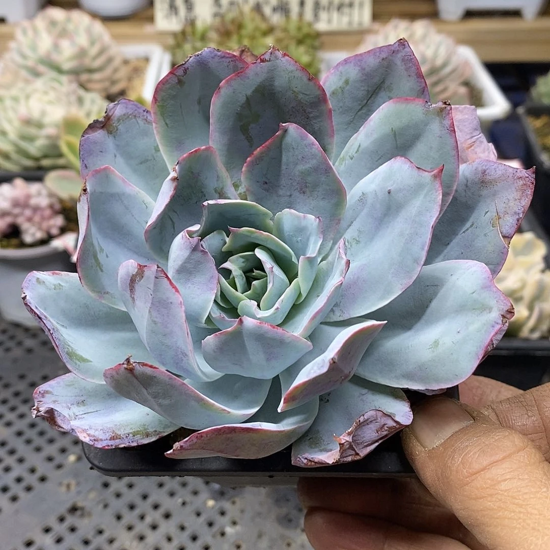 0446 蓝光多肉植物