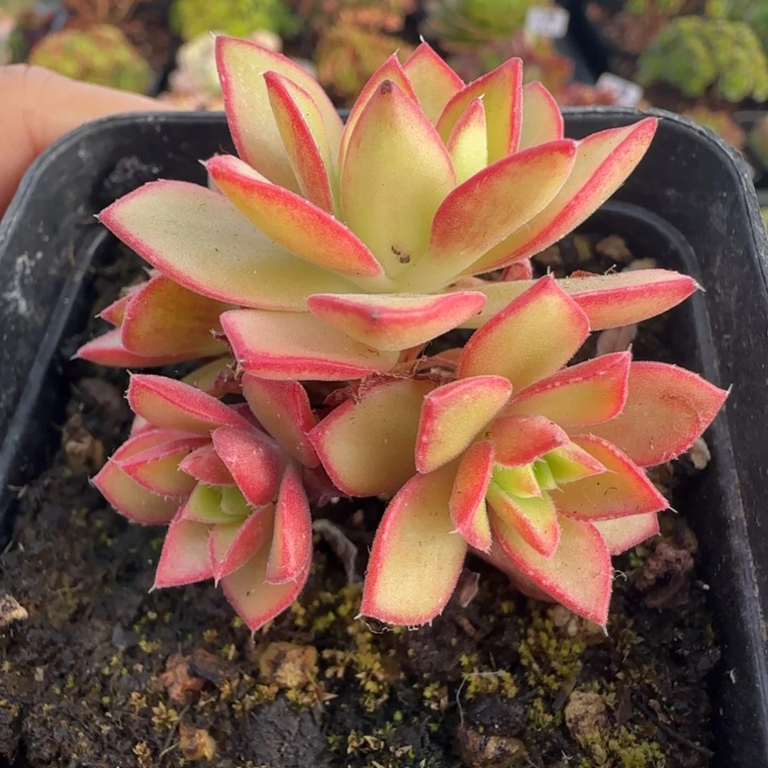 L687半城玫瑰戈梅拉之彤杂帕不含盆土