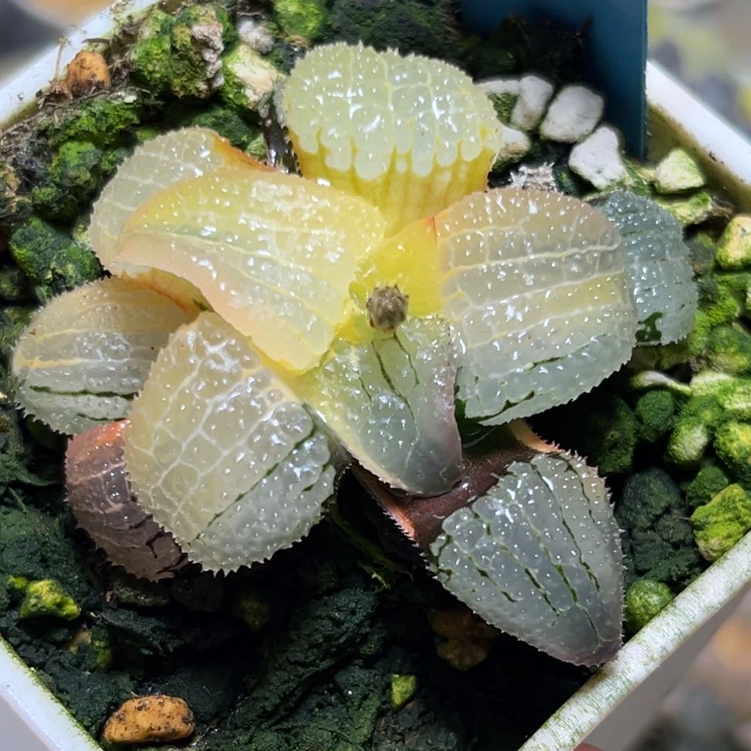 恭喜发财大吉大利0283