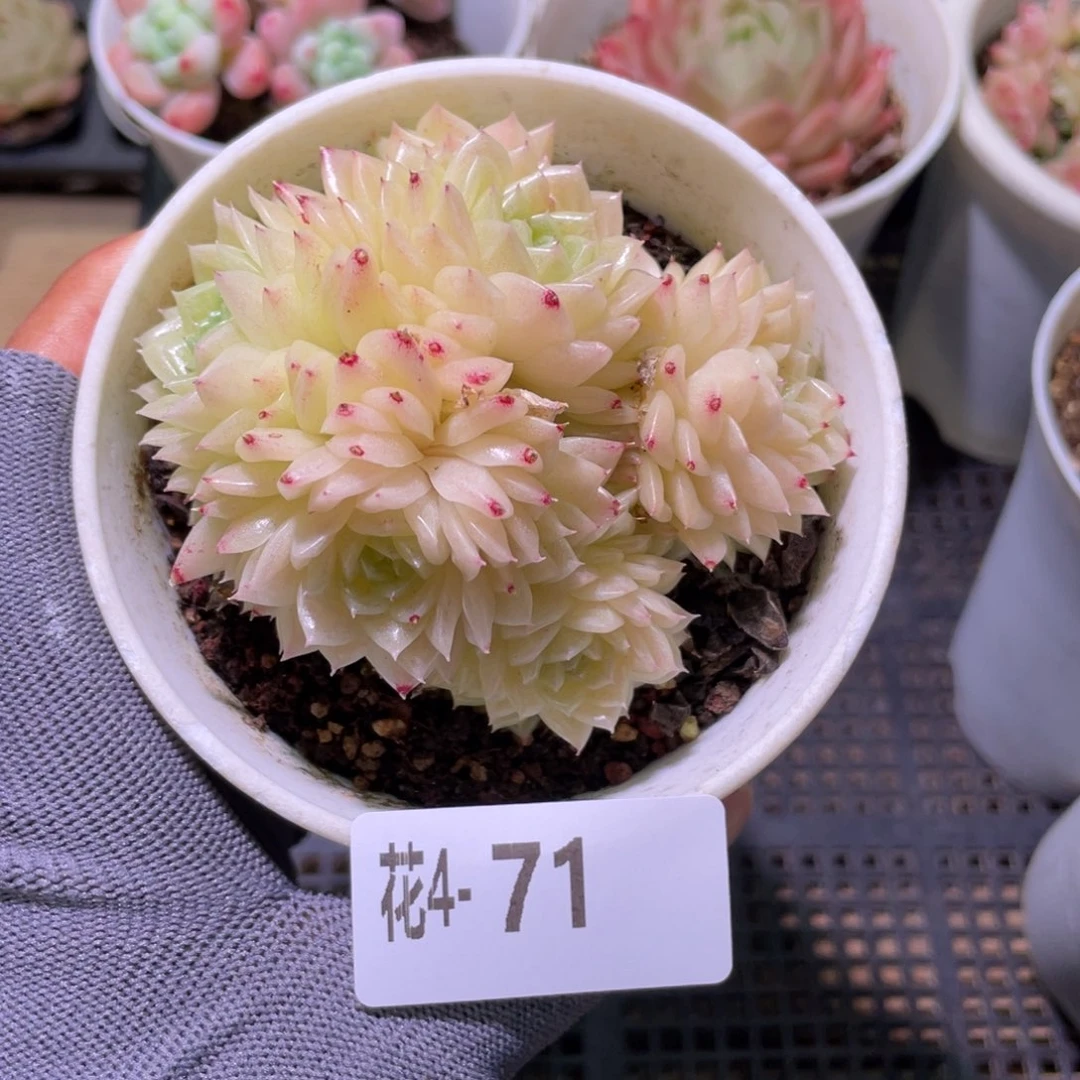 花利美 4-71麦秆群