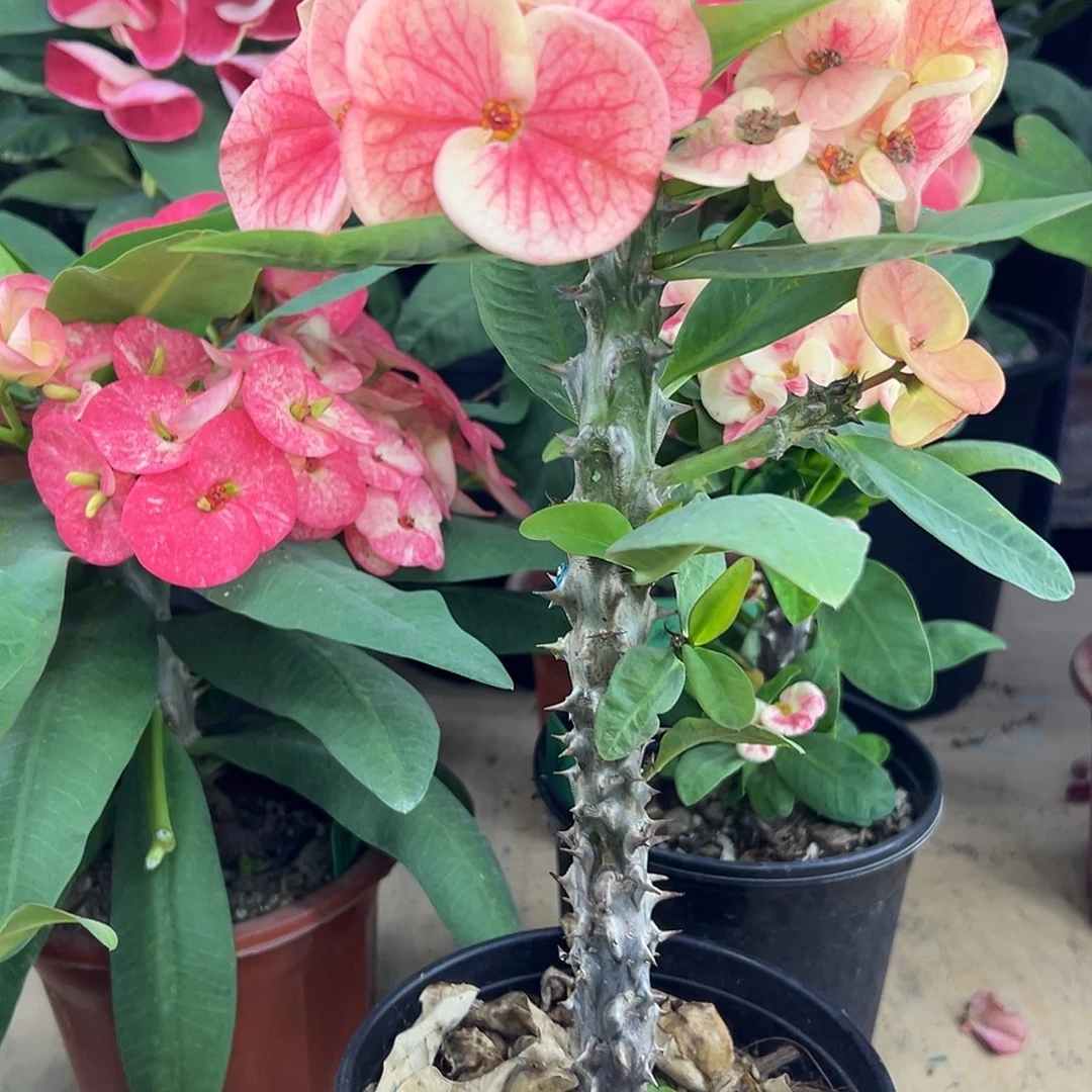 我***思D-32泰国大花虎刺梅