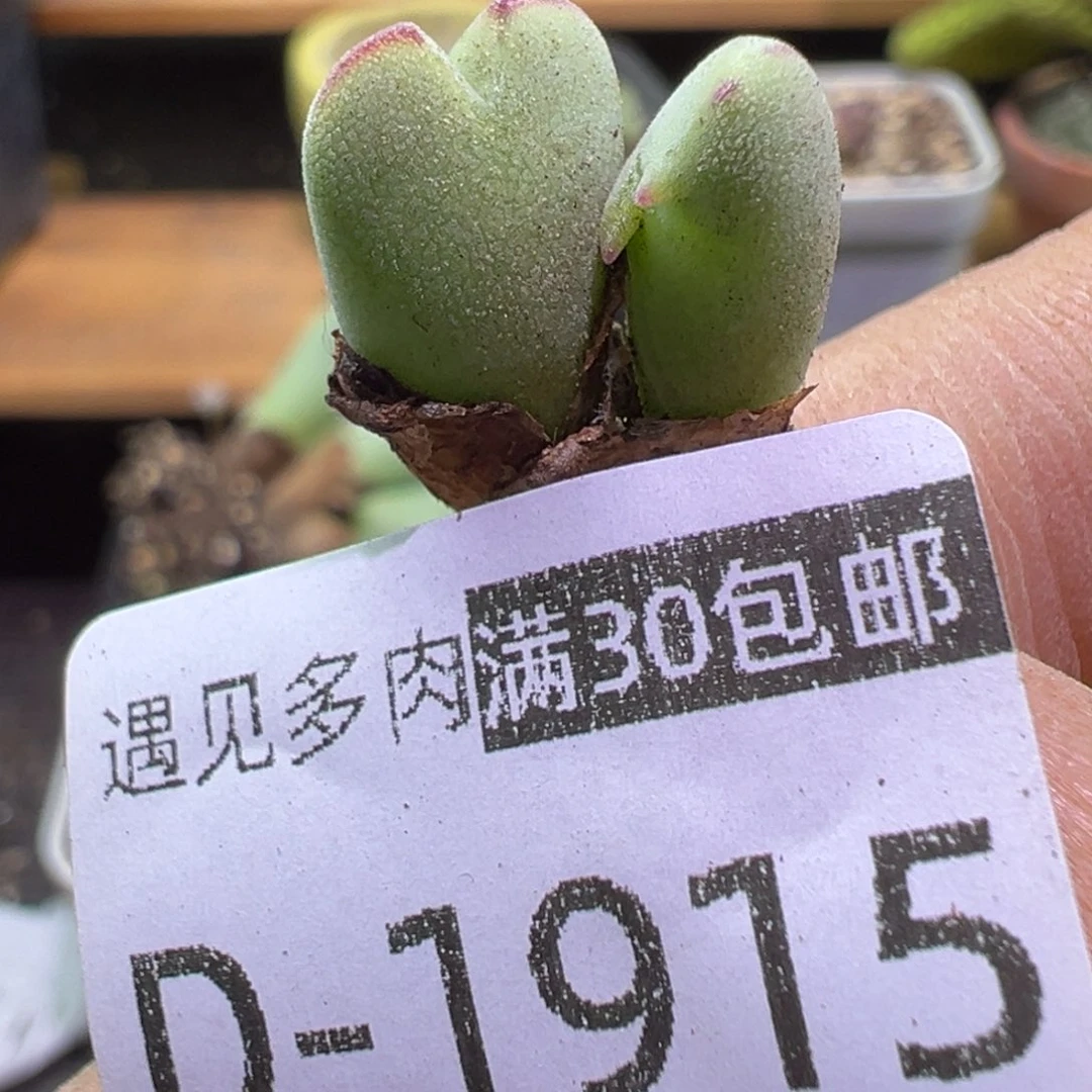 多肉植物1111111111