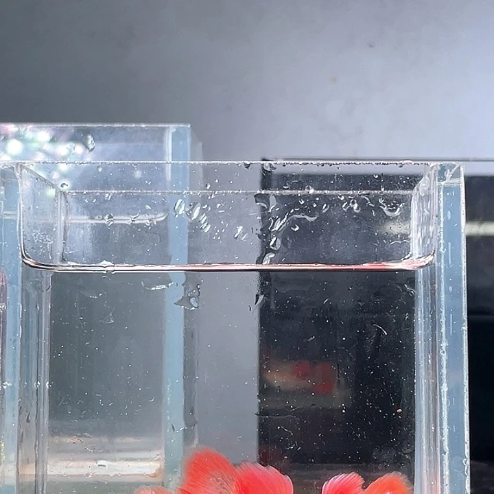 孔雀鱼3对6条红蕾丝