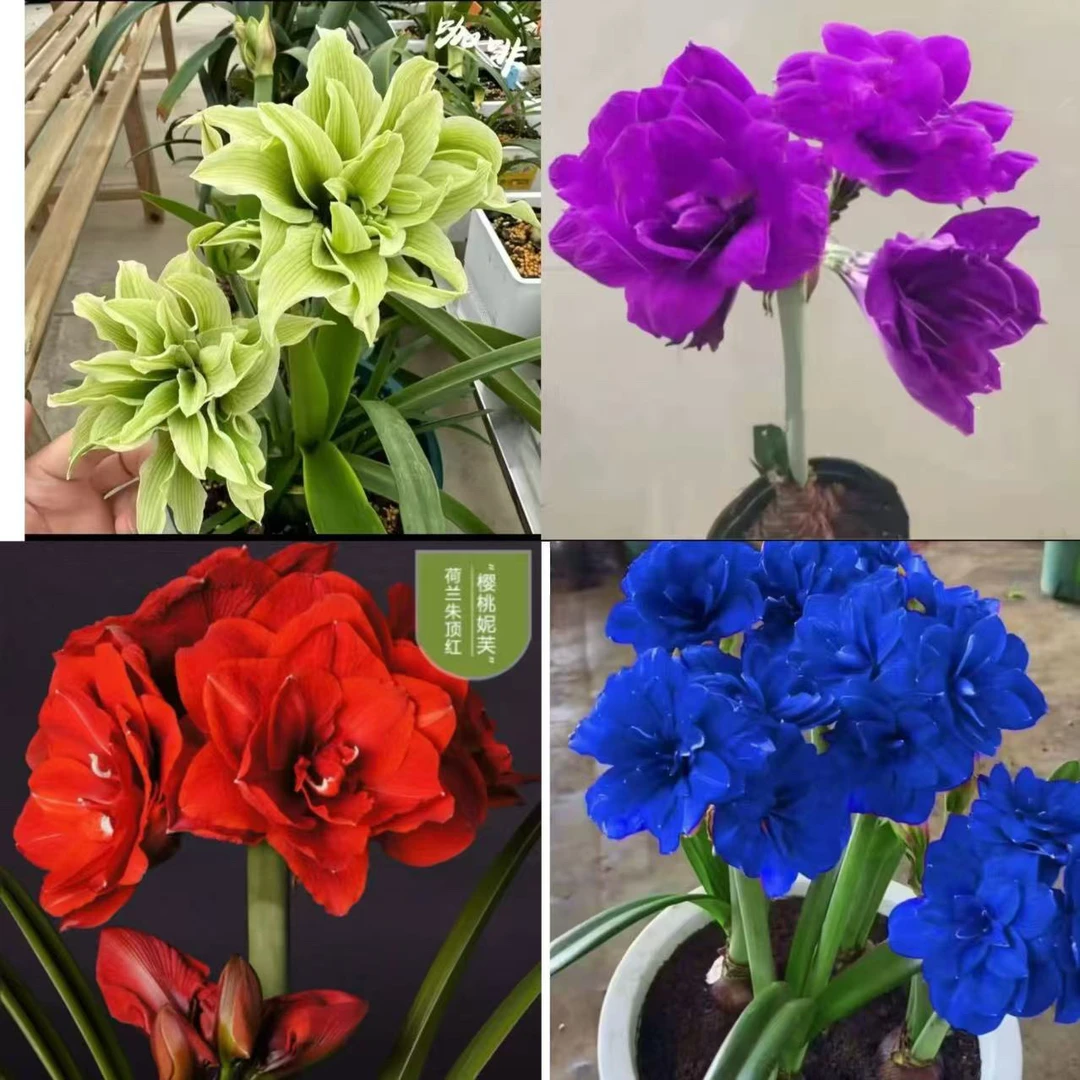 （买二颗送一颗）当年开花大花重瓣朱顶红好养活！