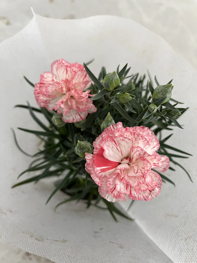 康乃馨复色【芬芳】带花苞好养活四季开花好养活