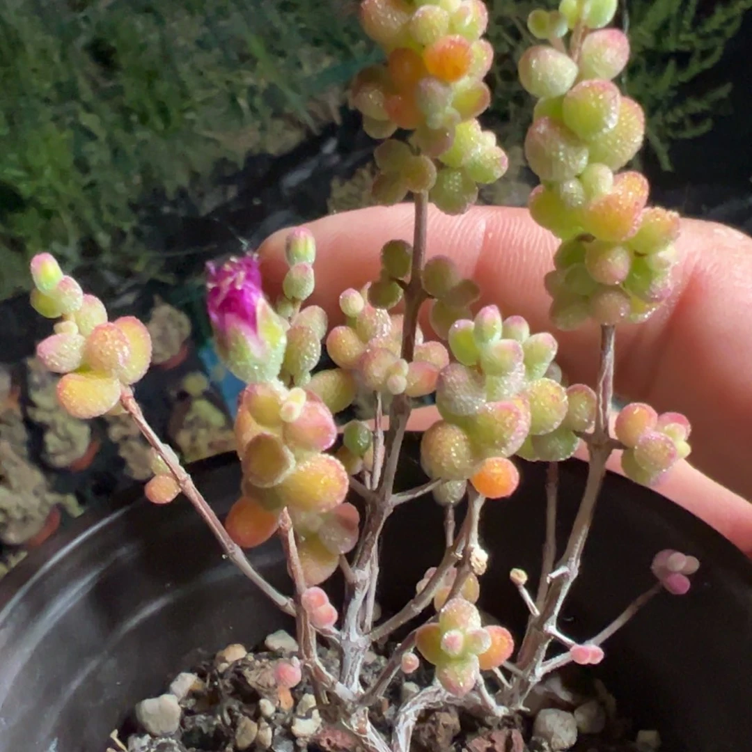 糖球白虎斑锦90杯老桩福利