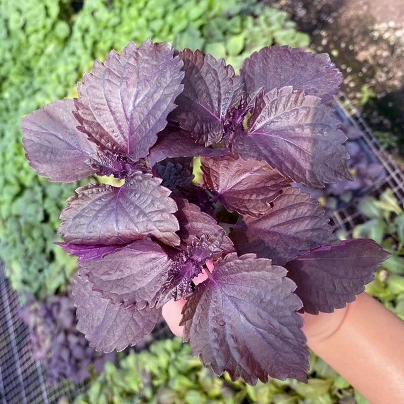 农家双面紫色紫苏苗10棵带土发货大叶新鲜紫苏幼苗可食用四季盆栽