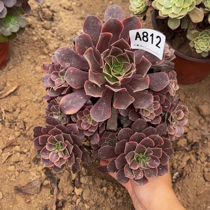 欧嘉莉多肉植物812.