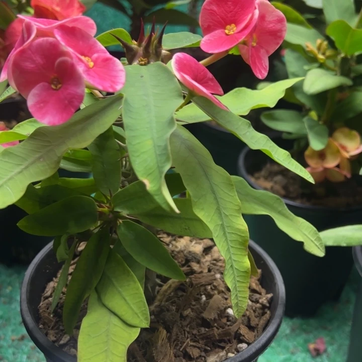 泰品嫁接一物一拍